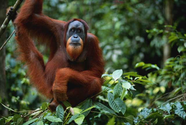 orangutan