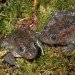 oregon_spotted_frog oregon spotted frogs