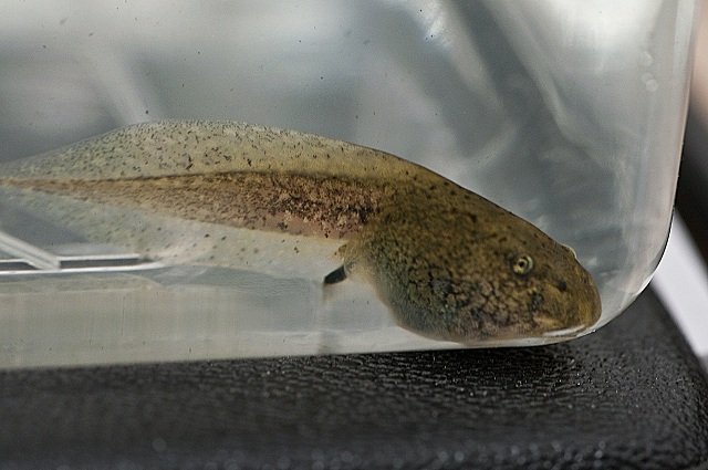 oregon spotted frog tadpole