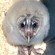 baby owl baby owl