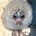 baby owl baby owl
