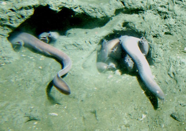 pacific hagfish (small-crop)