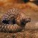 pangolin unrolled