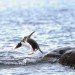 penguin jumping water penguin jumping water