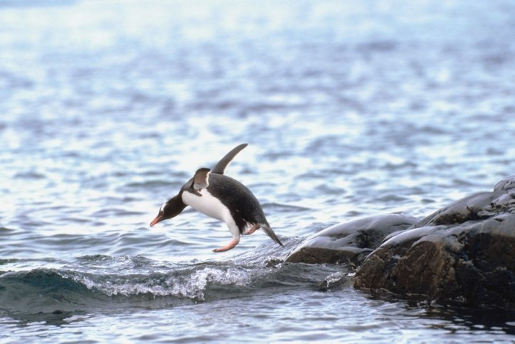 penguin jumping water penguin jumping water