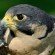 Peregrine Falcon Peregrine Falcon