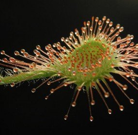 drosera_rotundifolia_leaf_petr_dlouhy drosera rotundifolia, sundew