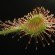 drosera rotundifolia, sundew