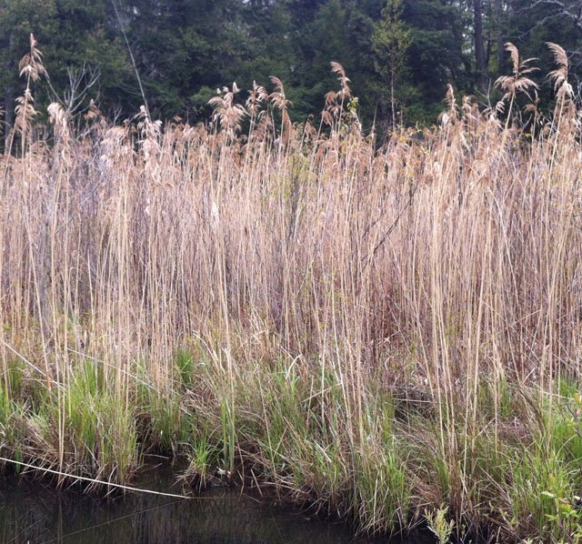 phragmites