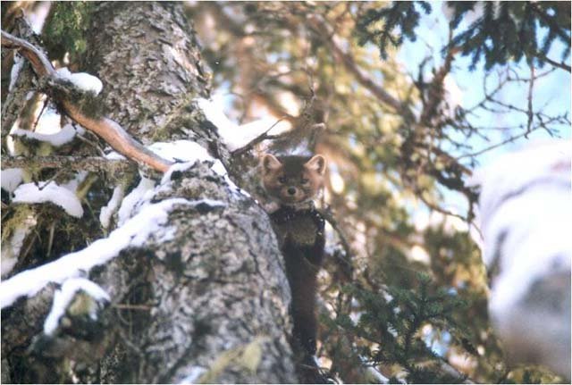 pine_marten_in_tree pine marten in a tree
