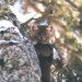 pine_marten_in_tree_cropped pine_marten_in_tree_cropped