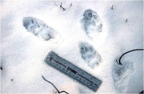 pine_marten_tracks pine marten tracks in the snow