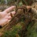 goliath bird eating spider theraphosa blondi piotr naskrecki goliath bird eating spider