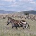 plains zebra grevys zebra kenya africa grasslands