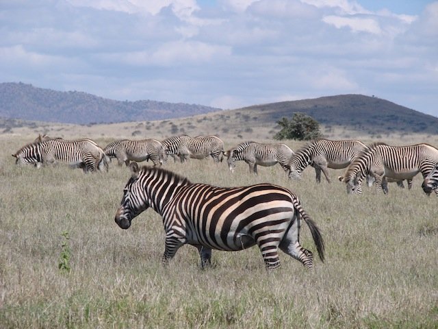 Plains zebra and Grevys Zebras plains zebra grevys zebra kenya africa grasslands
