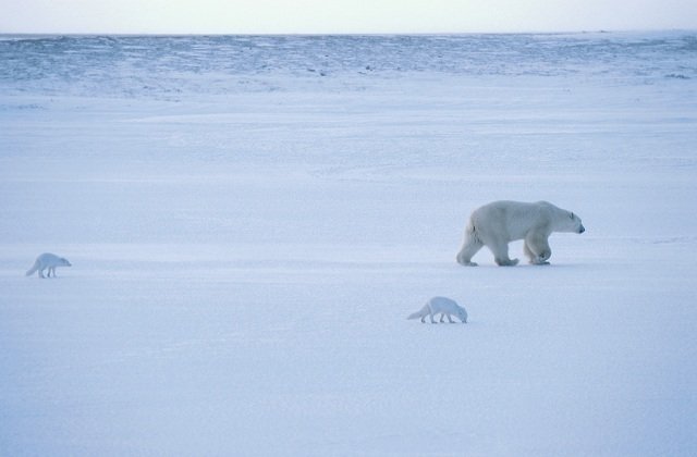 polar bear and arctic foxes