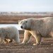 Polar bear and cub