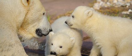Polar bear cubs Polar bear cubs