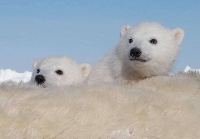 polar bear cubs