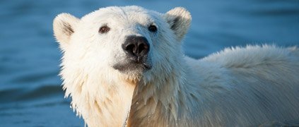 Polar bear in water Polar bear in water