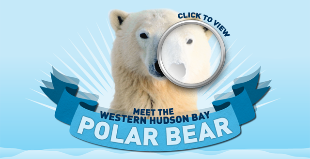 polar bear, infographic