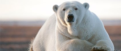 polar bear sitting polar bear sitting