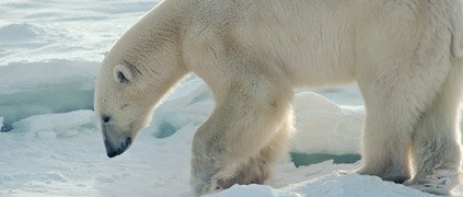 Polar bear stalking prey Polar bear stalking prey