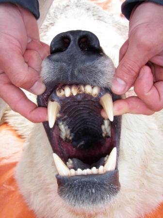 Checking teeth Polar bear, teeth
