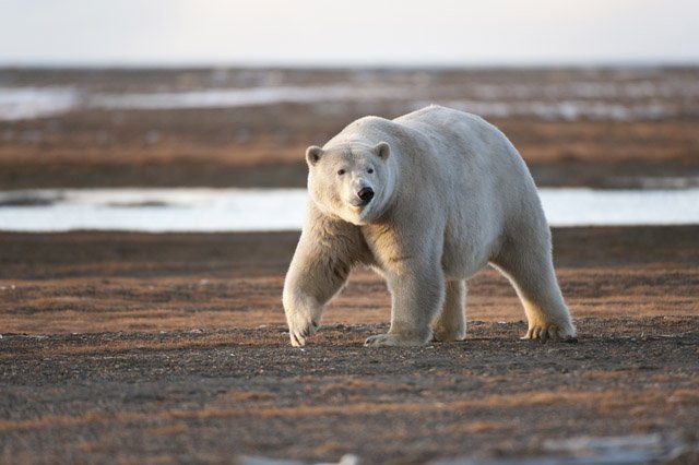 polar bear