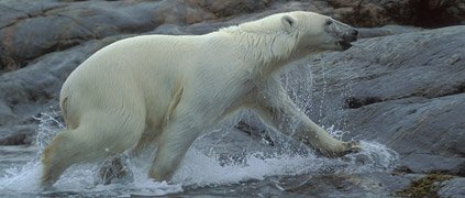 Polar Bear coming out of the water polar bear water