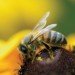 bee pollen flower bee pollen flower