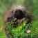 porcupine