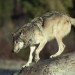 jumping grey wolf jumping grey wolf