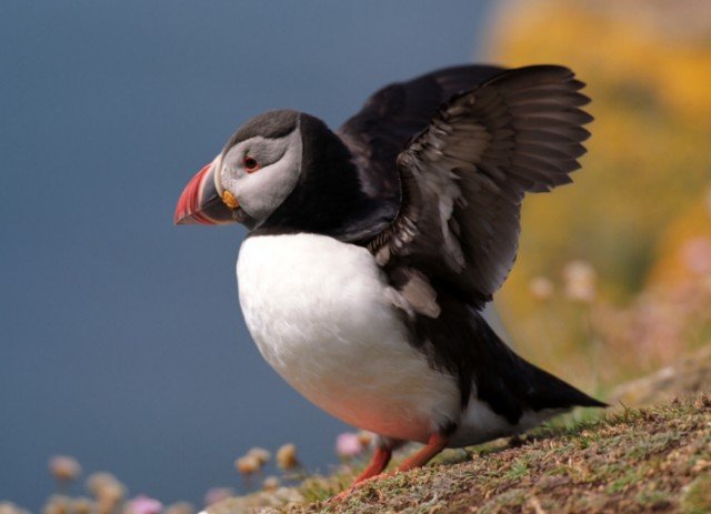 crash landing with a puffin earth rangers wild wire blog crash landing with a puffin earth rangers wild wire blog
