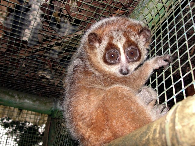 pygmy_loris pygmy loris vietnam