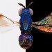insect wing colours insect wings colour black background