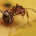 red_ant