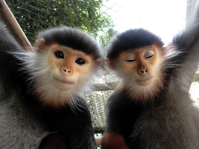 red_shanked_douc_langurs red shanked douc langurs vietnam