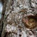 tree bark resin tree bark