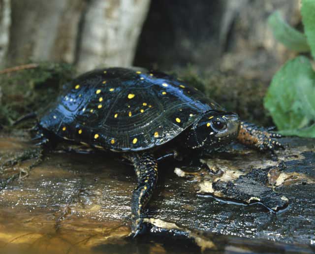 spotted turtle spotted turtle