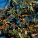 monarch butterfly tree