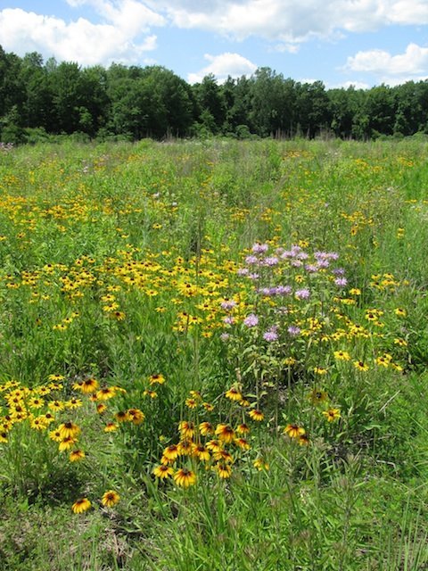 restored American badger habitat restored American badger habitat