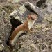 short-tailed weasel, mustela erminea, ermine, stoat