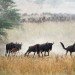 wildebeest migration wildebeest migration herd