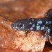 blue-spotted salamander, ambystoma laterale, blue-spotted newt