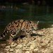 clouded leopard
