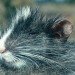 chinchilla tree rat cuscomys ashaninka Chinchilla Tree Rat, Cuscomys ashanika