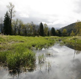 Shallow marsh Oregon Spotted Frog habitat Meighan Makarchuk Shallow marsh Oregon Spotted Frog habitat