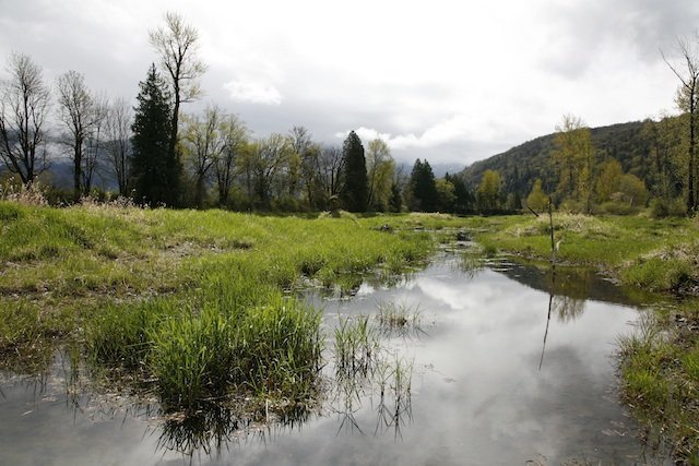 Shallow marsh Oregon Spotted Frog habitat Meighan Makarchuk Shallow marsh Oregon Spotted Frog habitat