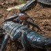 emperor scorpion pandinus imperator piotr naskrecki emperor scorpion, pandinus imperator